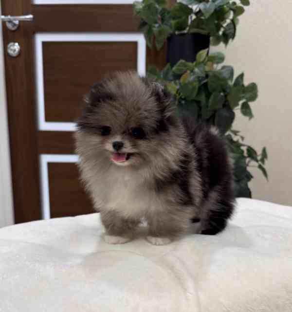 Máme k dispozici štěňata pomeraniana - foto 3