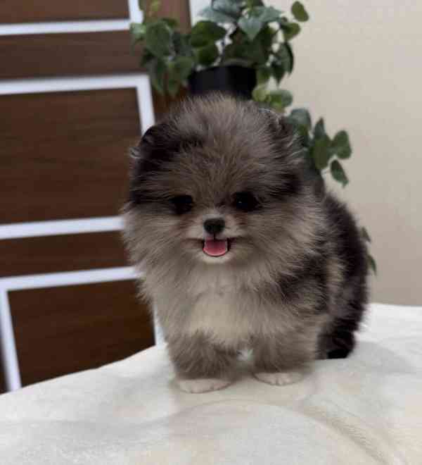 Máme k dispozici štěňata pomeraniana - foto 6