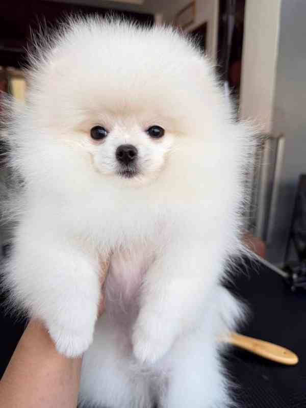 Máme k dispozici štěňata pomeraniana - foto 1