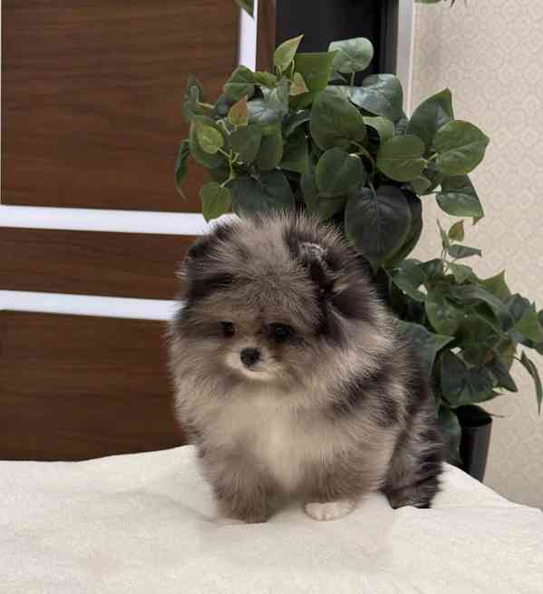 Máme k dispozici štěňata pomeraniana - foto 5