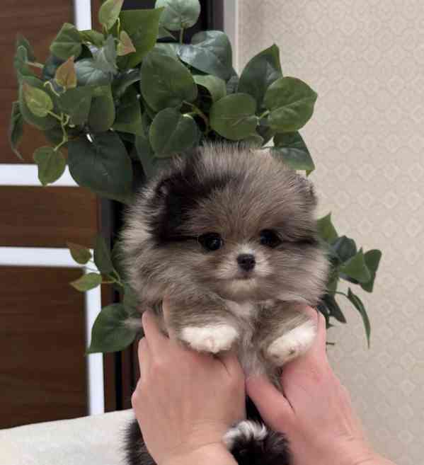Máme k dispozici štěňata pomeraniana - foto 4