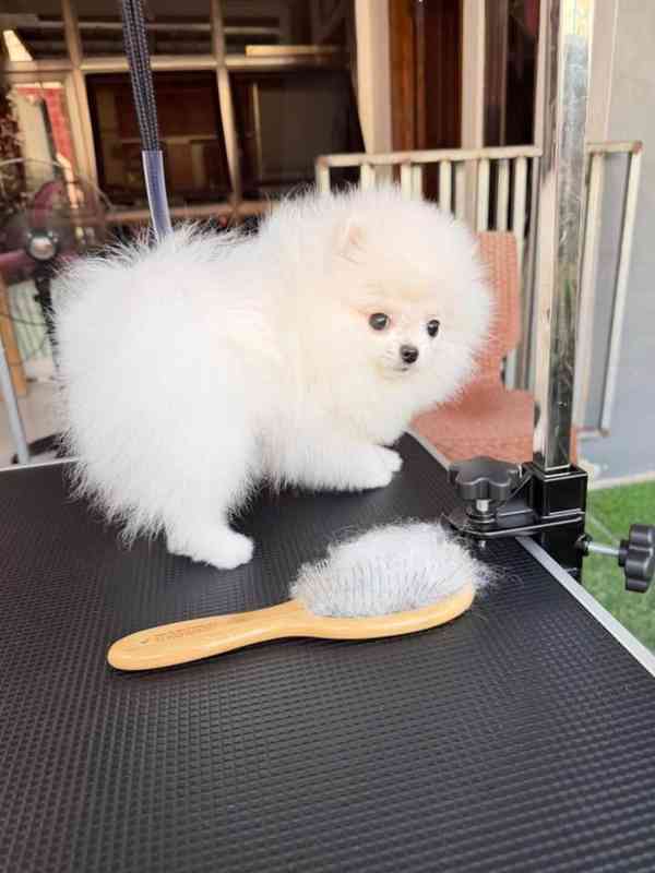 Máme k dispozici štěňata pomeraniana - foto 2