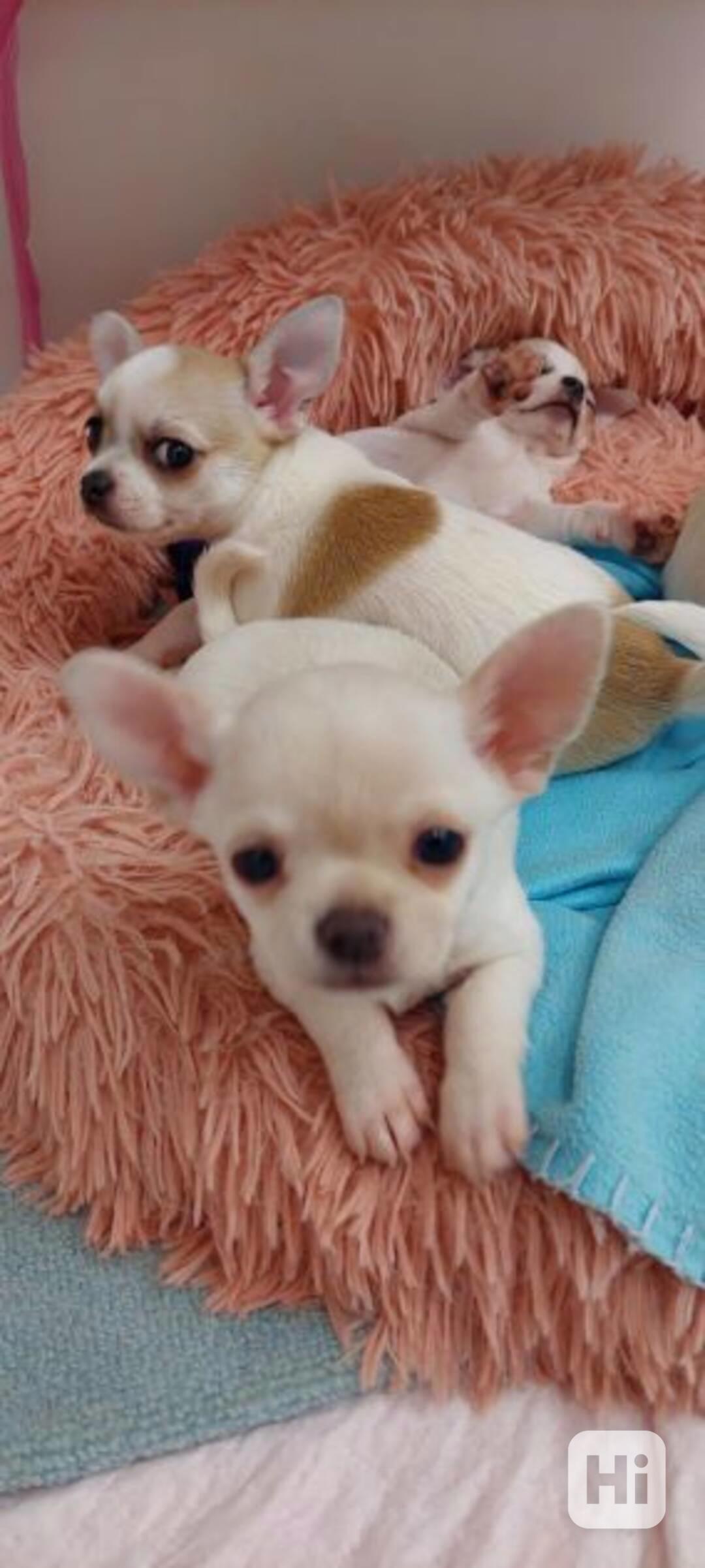 Čivava s PP FCI – pejsek čokoládová tricolor, ihned k odběru - foto 1