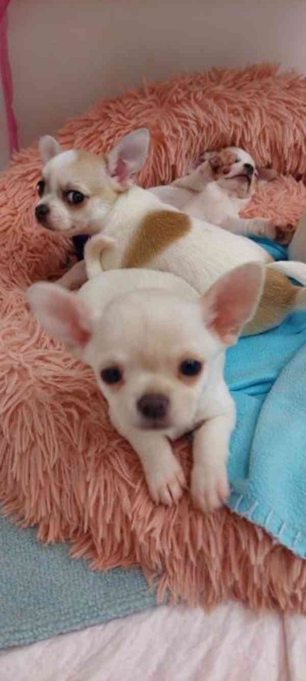 Čivava s PP FCI – pejsek čokoládová tricolor, ihned k odběru - foto 1