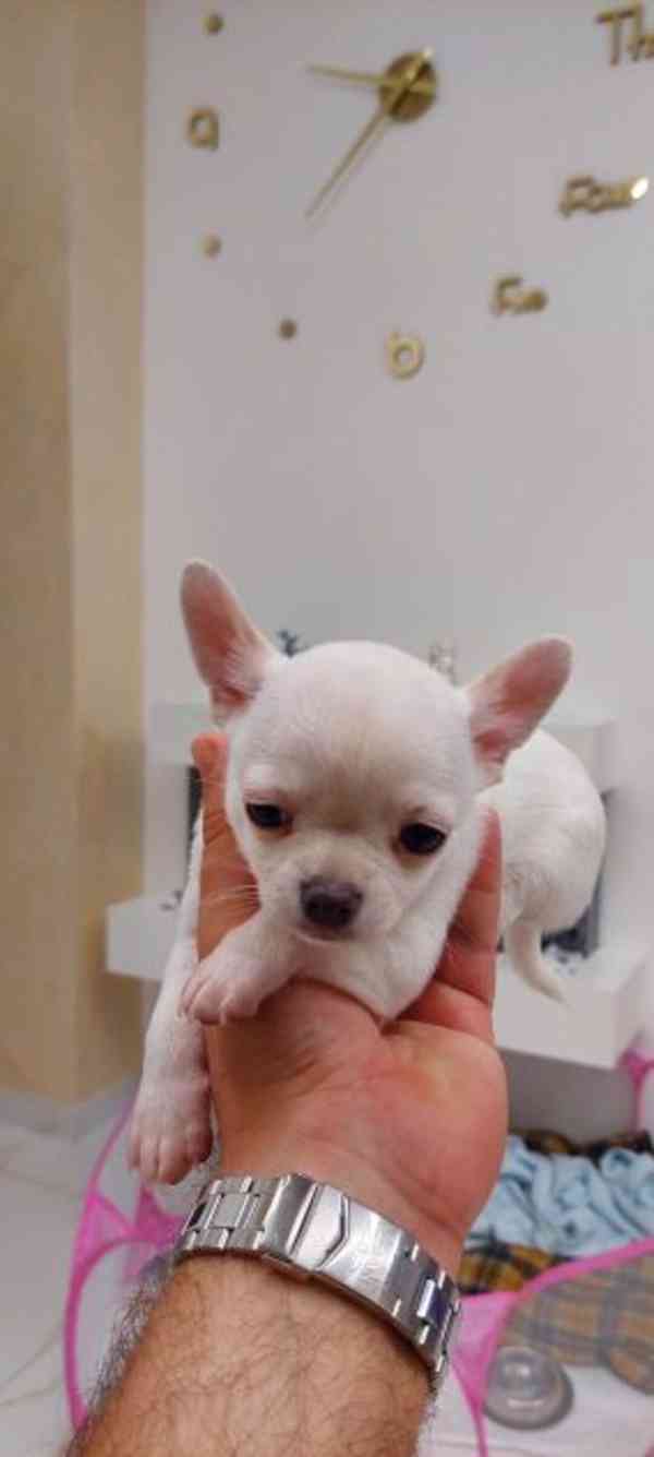 Čivava s PP FCI – pejsek čokoládová tricolor, ihned k odběru - foto 2