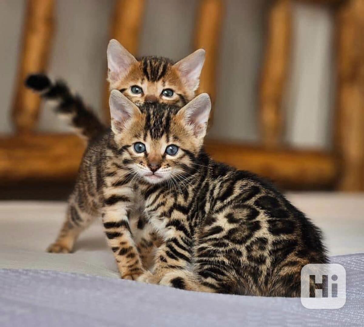 přátelská bengálská koťata k adopci. - foto 1