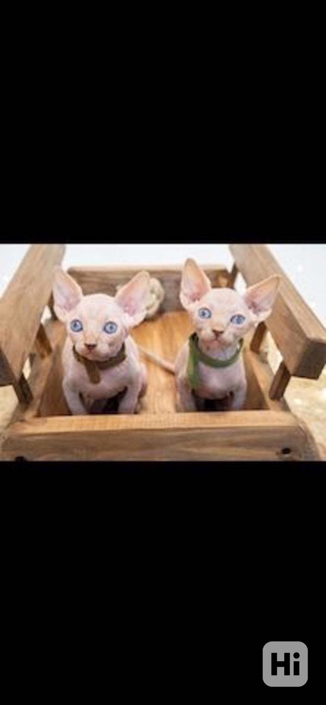 Registrovaná koťata Sphynx s pp - foto 1