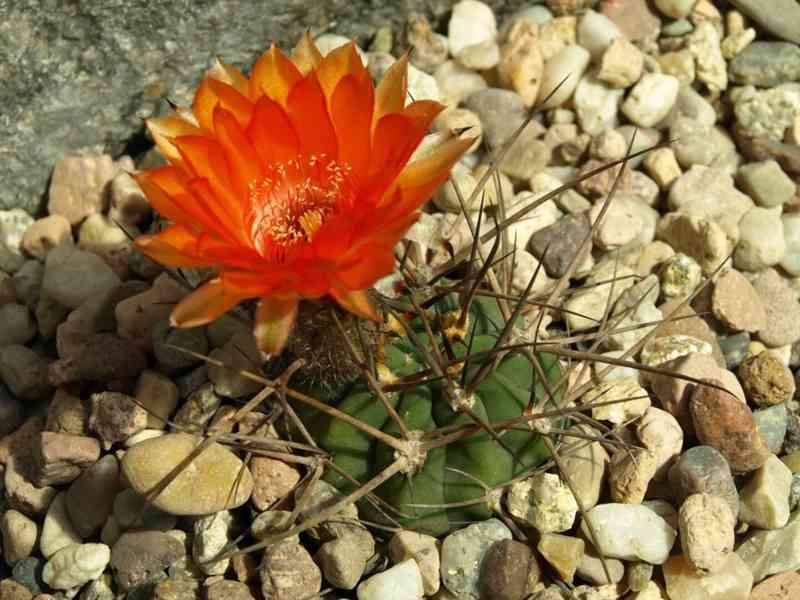 semena kaktus Acanthocalycium munitum WR 772 dlouhé trny - foto 1