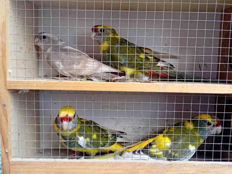 Papoušci - foto 2