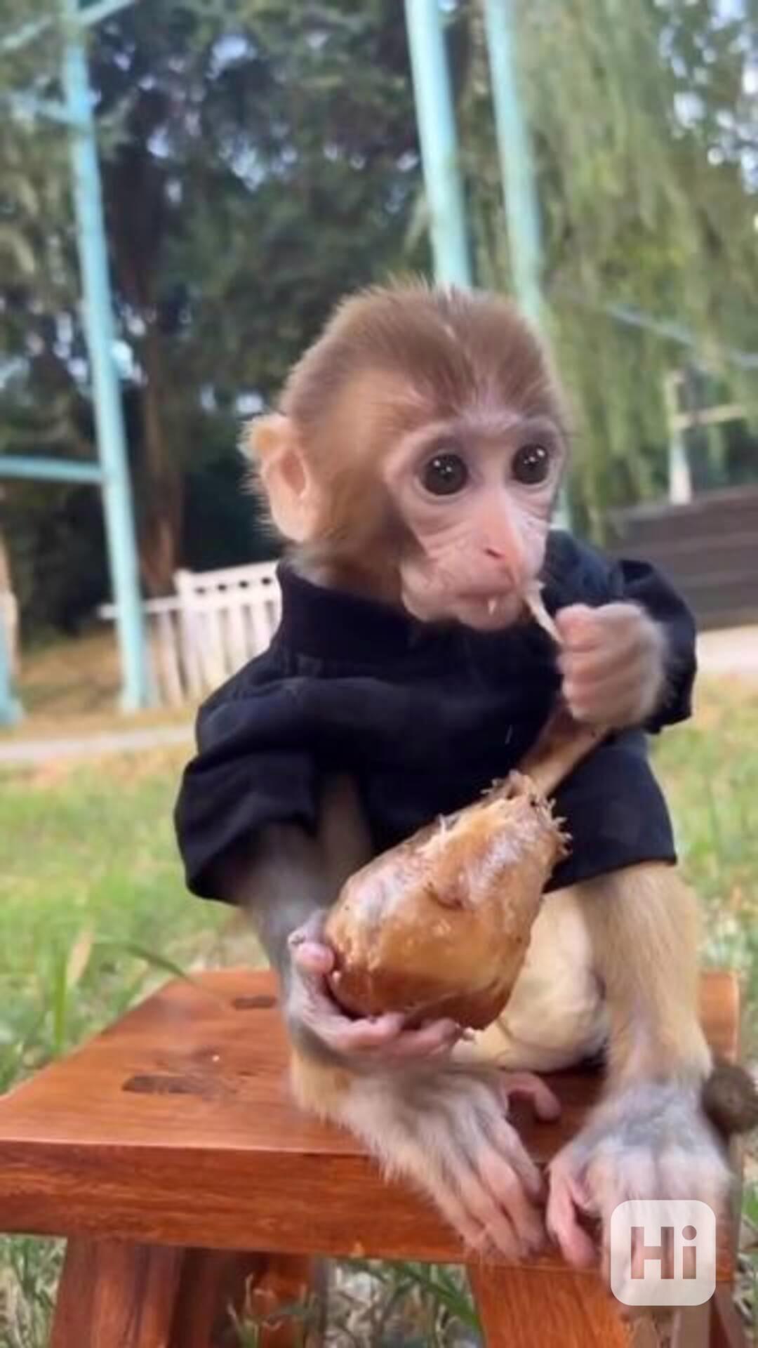 Úžasné kapucínské opice - foto 1