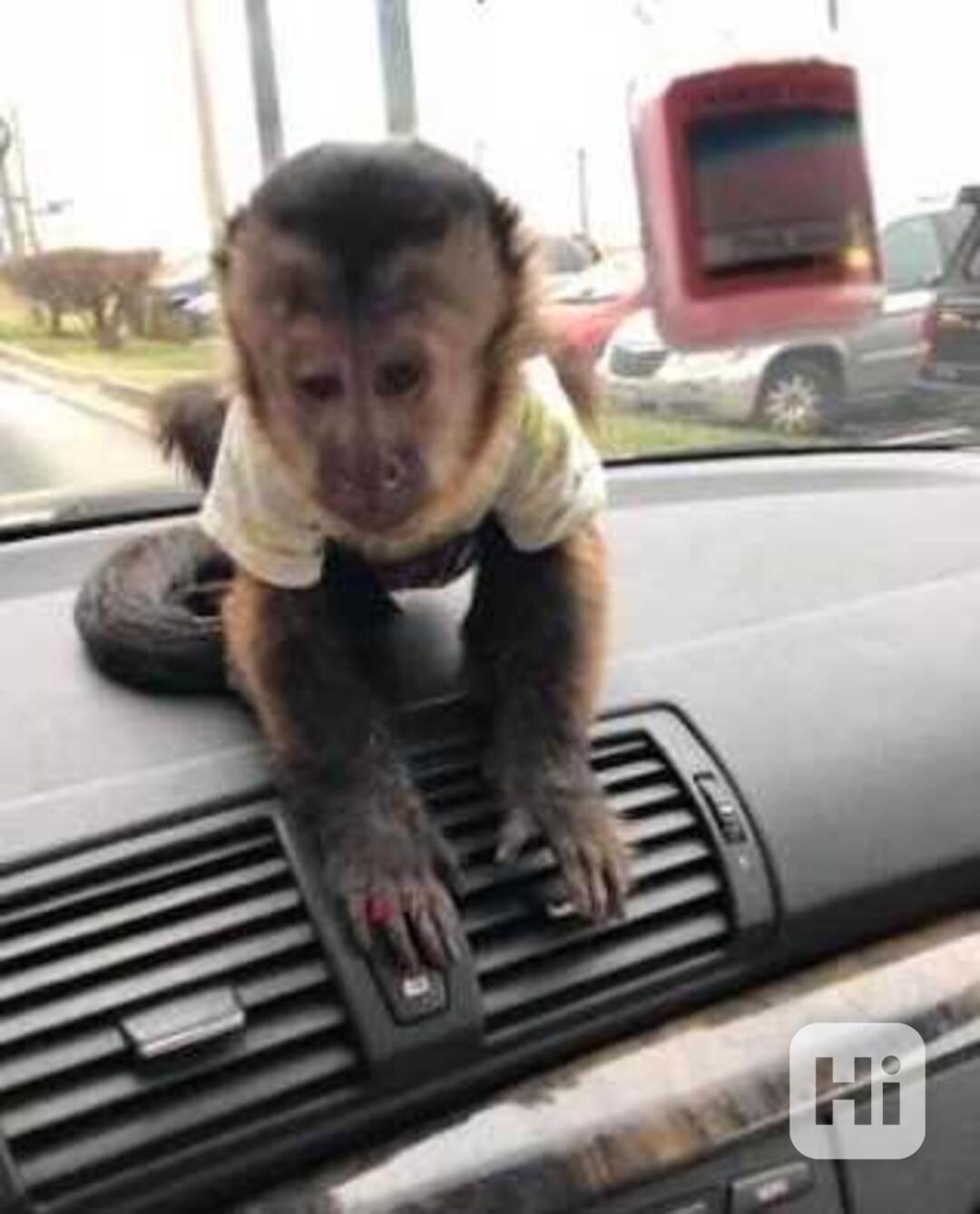 Dárkové kapucínské opice pro dobré domovy - foto 1