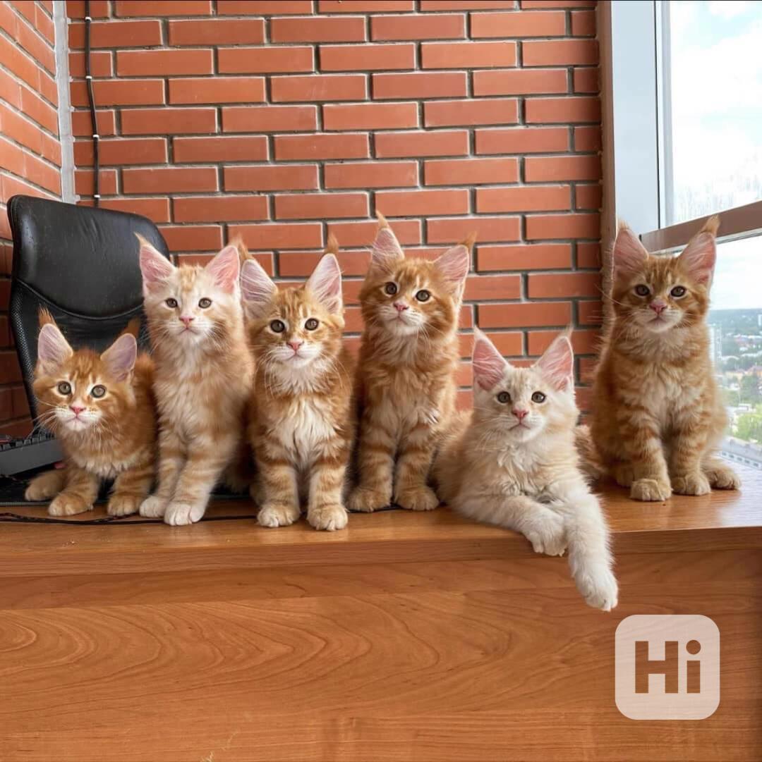 Roztomilá koťátka Maine Coon k adopci - foto 1