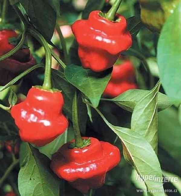 Chilli Jamaican red - semena - foto 1