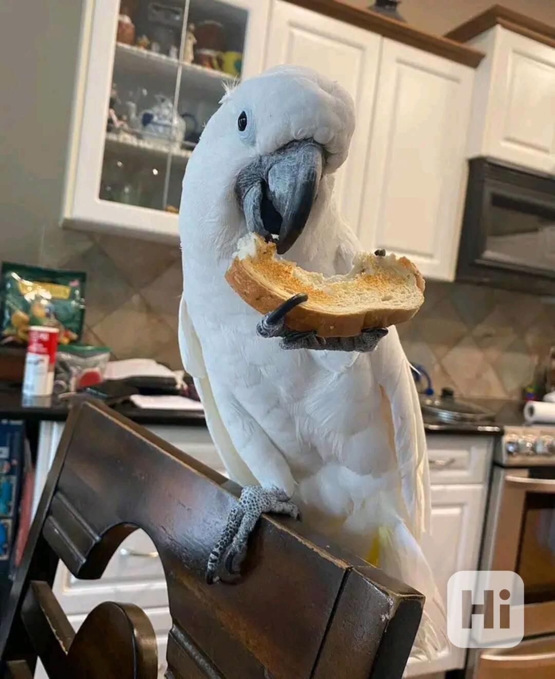 Papoušci kakadu hledají milující nový domov - foto 1