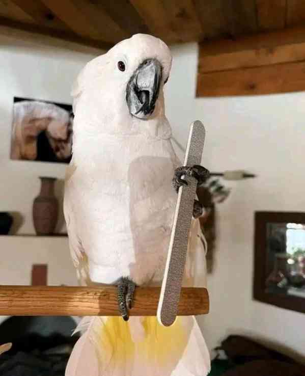 Papoušci kakadu hledají milující nový domov - foto 3