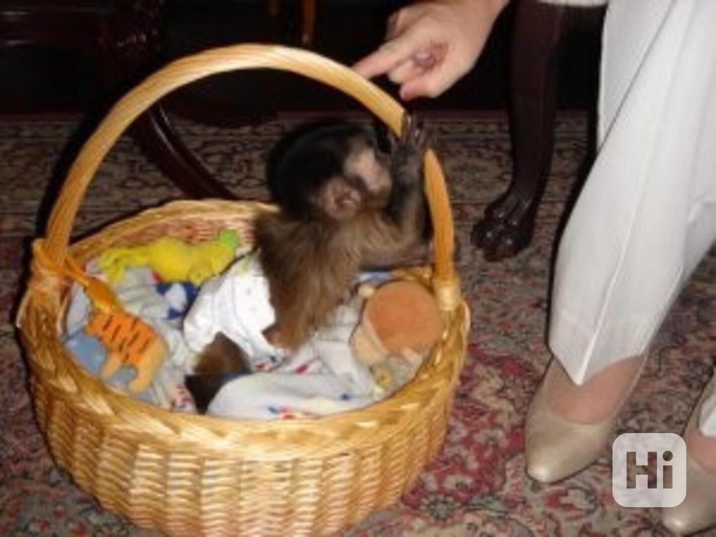 Prodej kapucínských opic 4 bnb - foto 1