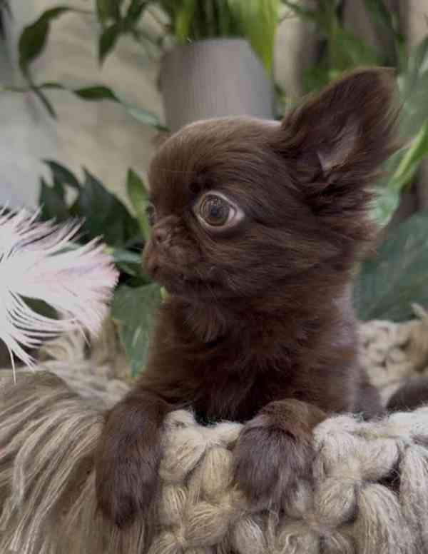 🐶 Krásné štěňátko čivavy hledá nový domov 🏡 - foto 2