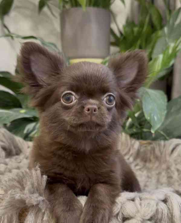 🐶 Krásné štěňátko čivavy hledá nový domov 🏡 - foto 5