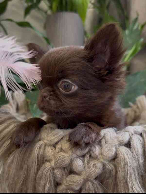 🐶 Krásné štěňátko čivavy hledá nový domov 🏡 - foto 3