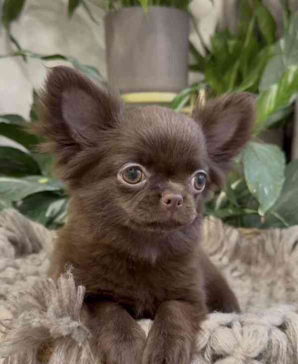 🐶 Krásné štěňátko čivavy hledá nový domov 🏡 - foto 4