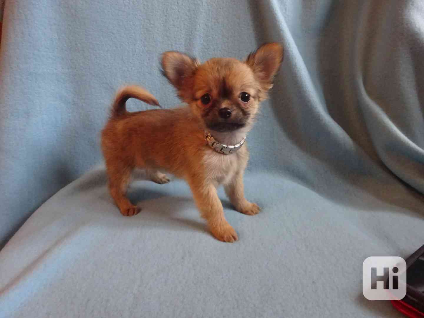 Nabízím štěňátko čivava bez PP, dlouhosrstý pejsek. - foto 1