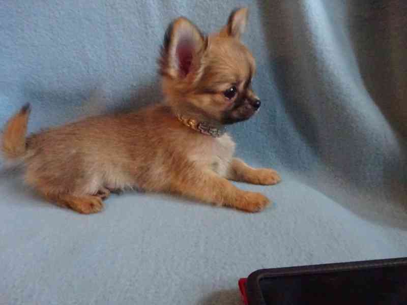 Nabízím štěňátko čivava bez PP, dlouhosrstý pejsek. - foto 5