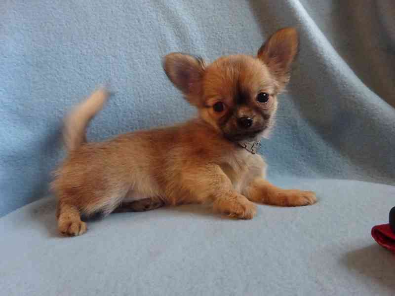 Nabízím štěňátko čivava bez PP, dlouhosrstý pejsek. - foto 2