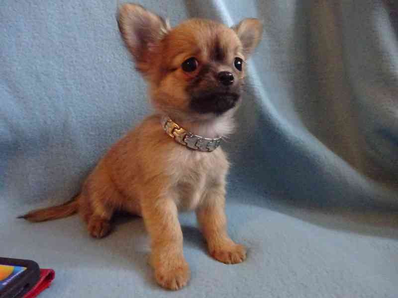 Nabízím štěňátko čivava bez PP, dlouhosrstý pejsek. - foto 4