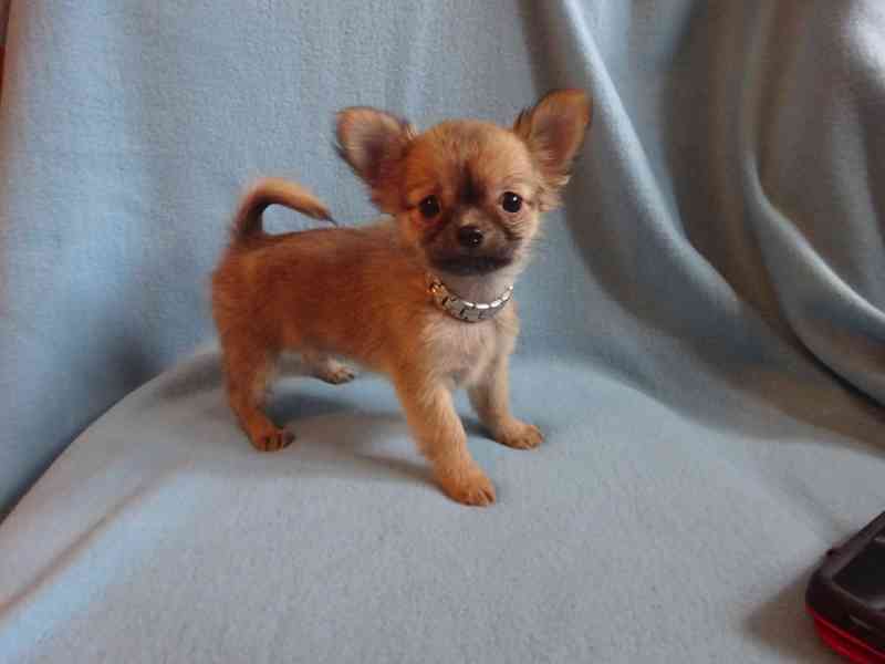 Nabízím štěňátko čivava bez PP, dlouhosrstý pejsek. - foto 1