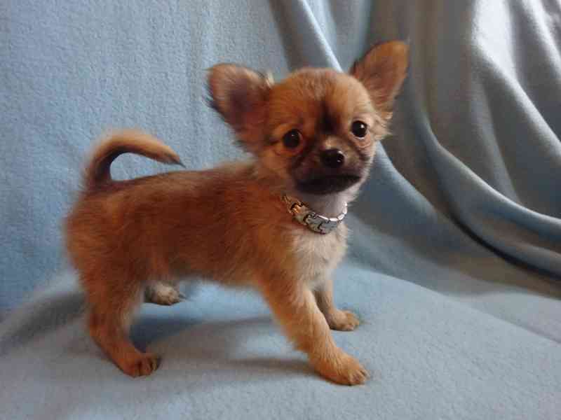 Nabízím štěňátko čivava bez PP, dlouhosrstý pejsek. - foto 3