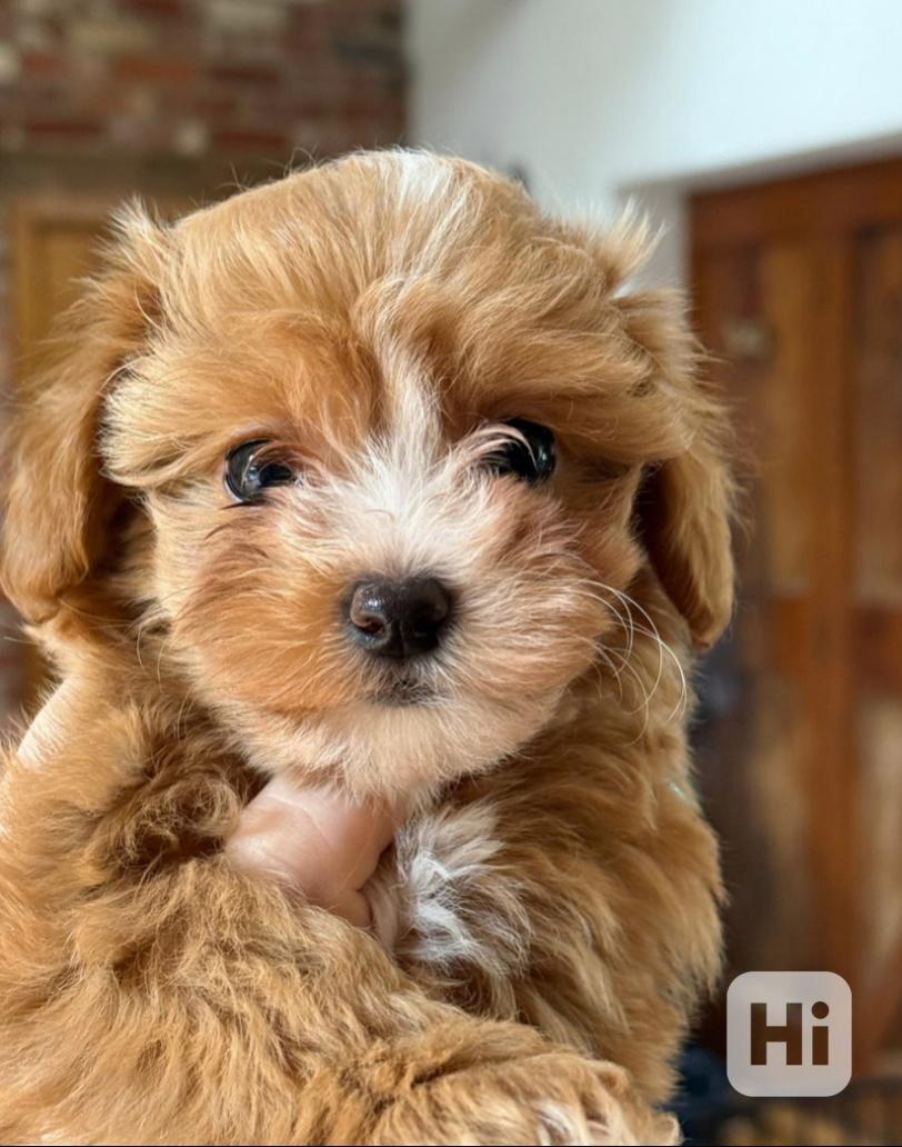 Výjimečný malý medvídek tmavě červeného asijského maltipoo - foto 1