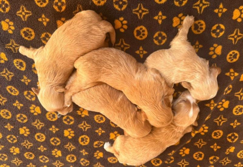 Výjimečný malý medvídek tmavě červeného asijského maltipoo - foto 3