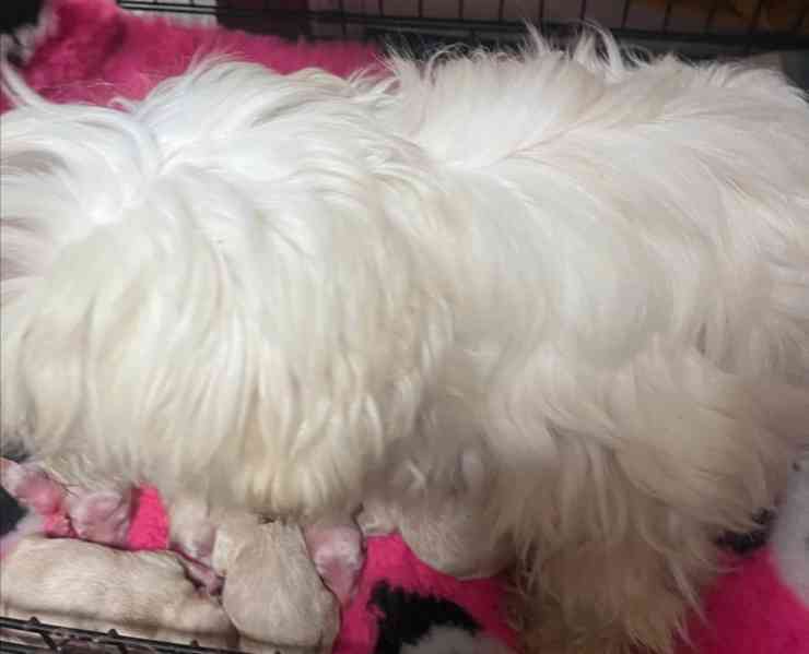 Výjimečný malý medvídek tmavě červeného asijského maltipoo - foto 4