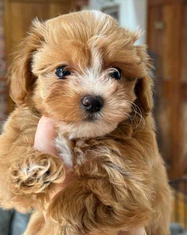 Výjimečný malý medvídek tmavě červeného asijského maltipoo - foto 2