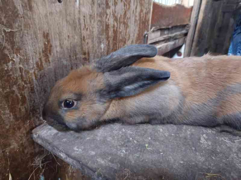 Obrázek k inzerátu: králík Durynský samec