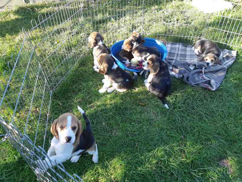 11týdenní čistokrevná štěňátka Beagle - foto 2