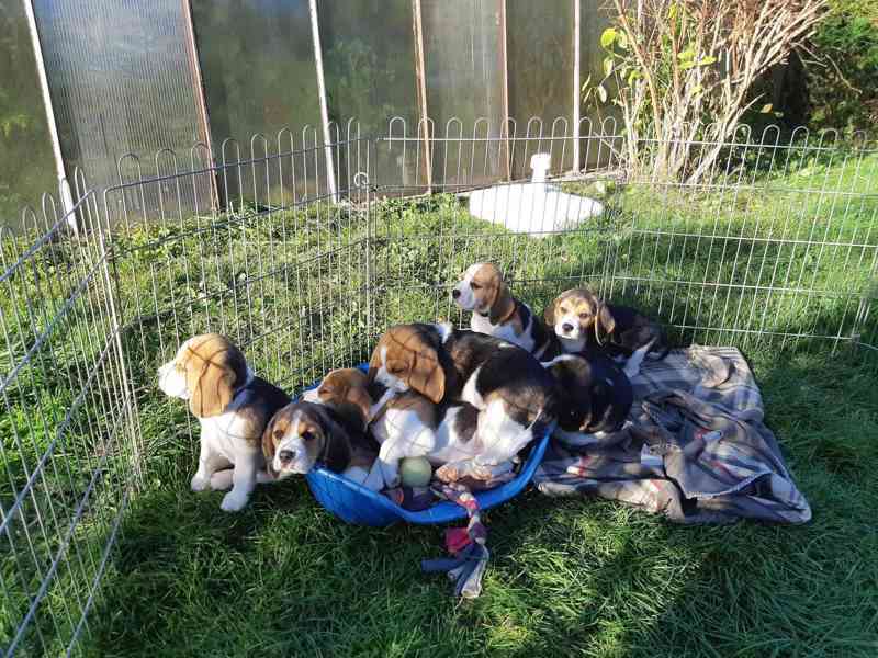 11týdenní čistokrevná štěňátka Beagle - foto 5