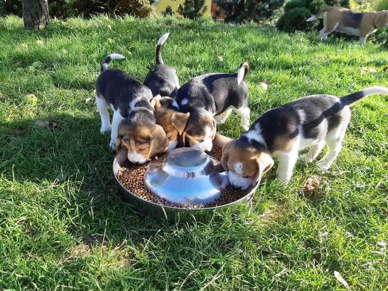11týdenní čistokrevná štěňátka Beagle - foto 1