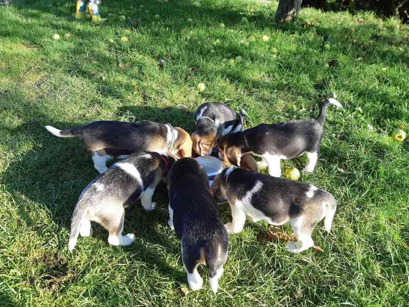 11týdenní čistokrevná štěňátka Beagle - foto 3