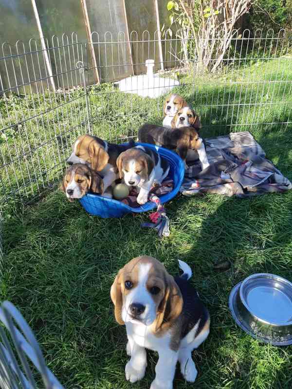 11týdenní čistokrevná štěňátka Beagle - foto 4