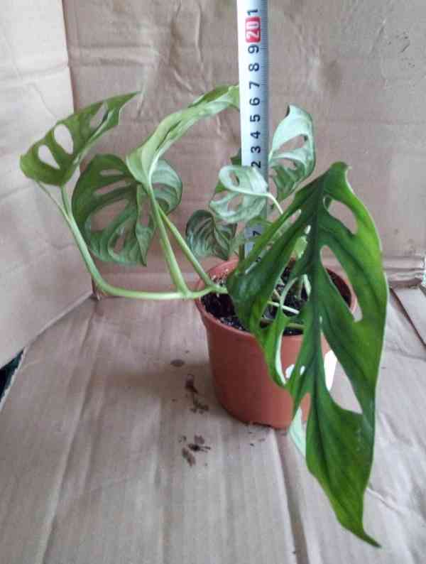 2x pokojová Monstera Monkey Leaf   - foto 2