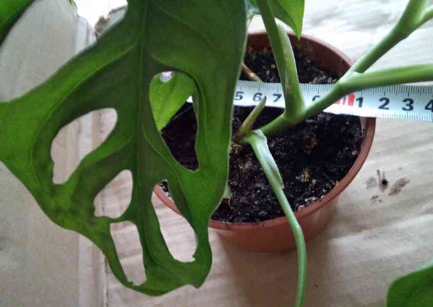 2x pokojová Monstera Monkey Leaf   - foto 3