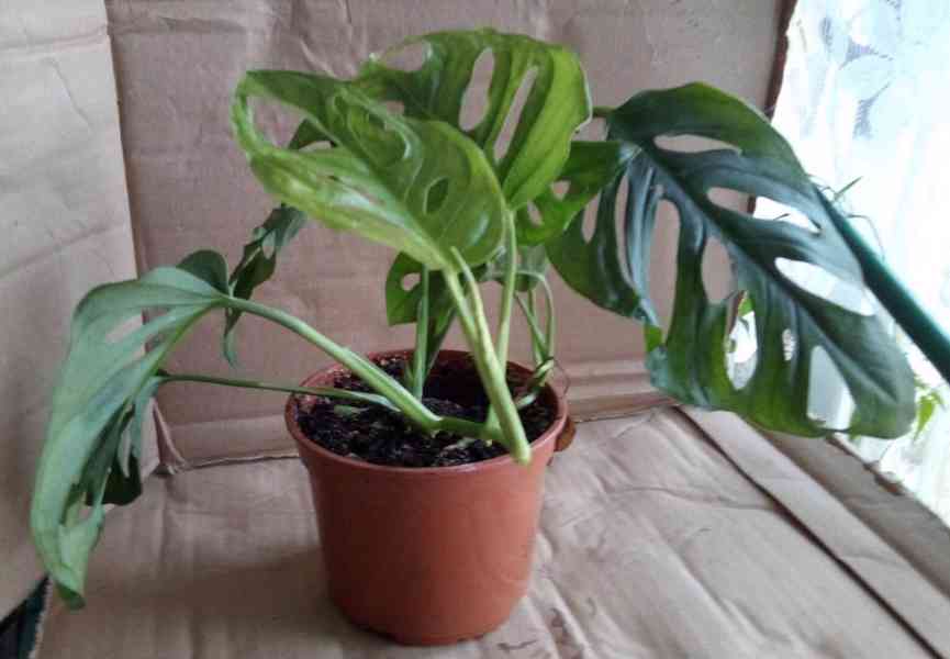 2x pokojová Monstera Monkey Leaf  