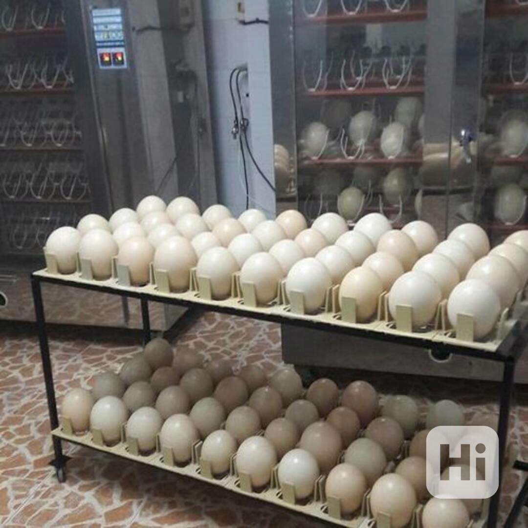 Plodná vajíčka papoušků a čerstvá mláďata na prodej - foto 1