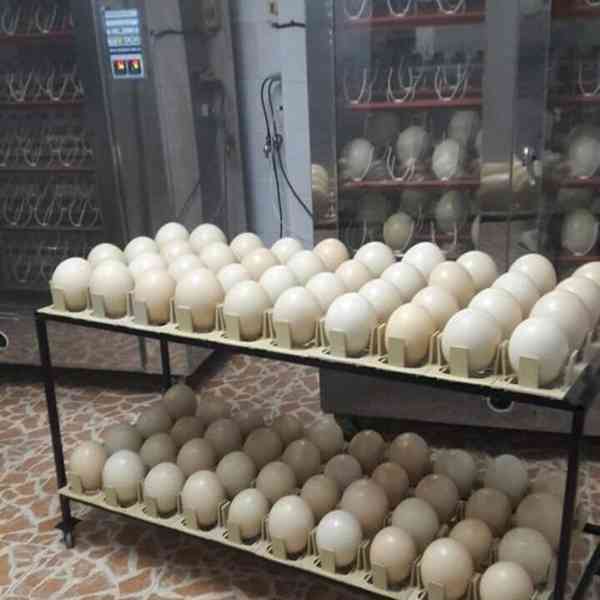 Plodná vajíčka papoušků a čerstvá mláďata na prodej