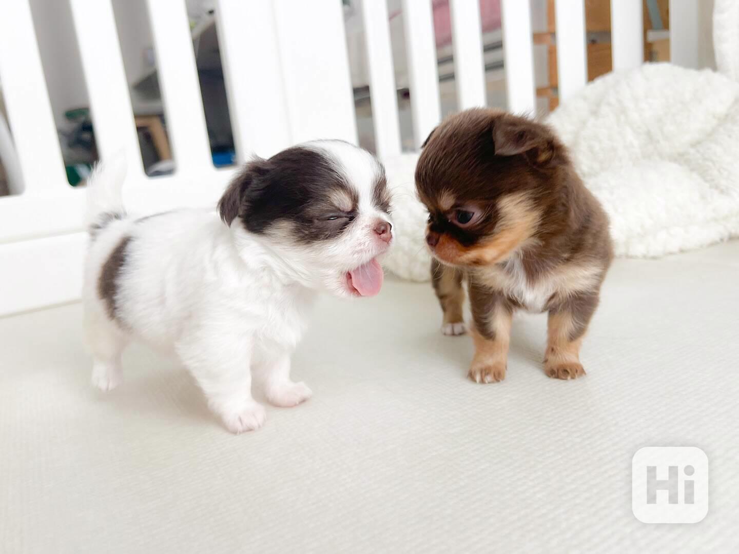 🐶 Štěňata čivav k odběru - foto 1