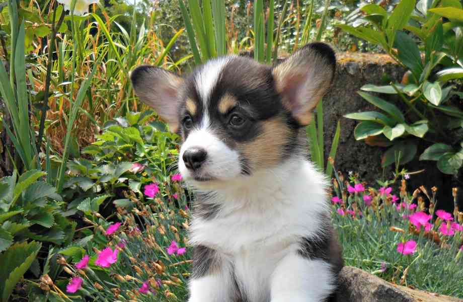 Pembroke Welsh Corgi Welpen VERFÜGBAR - foto 2