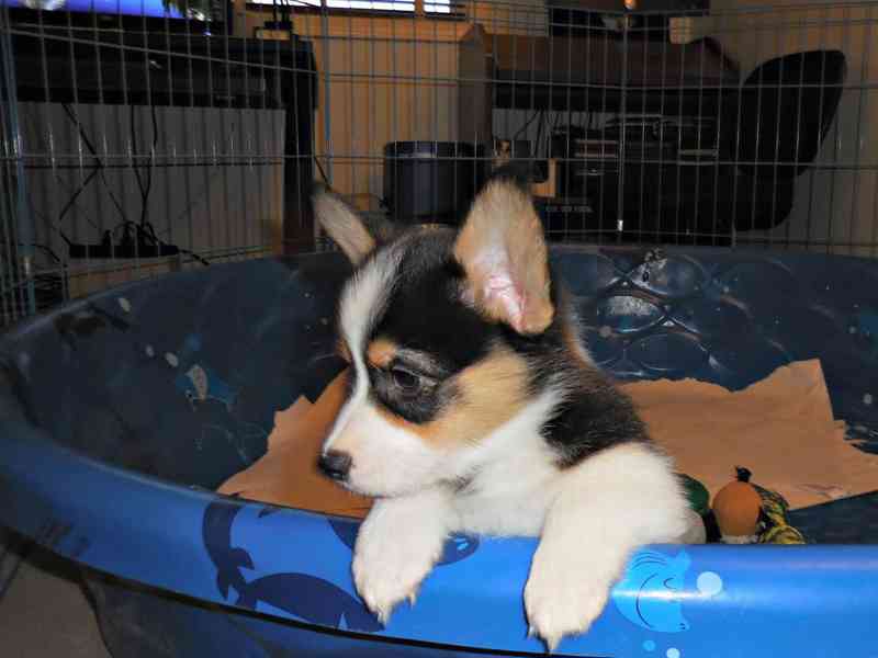 Pembroke Welsh Corgi Welpen VERFÜGBAR - foto 3