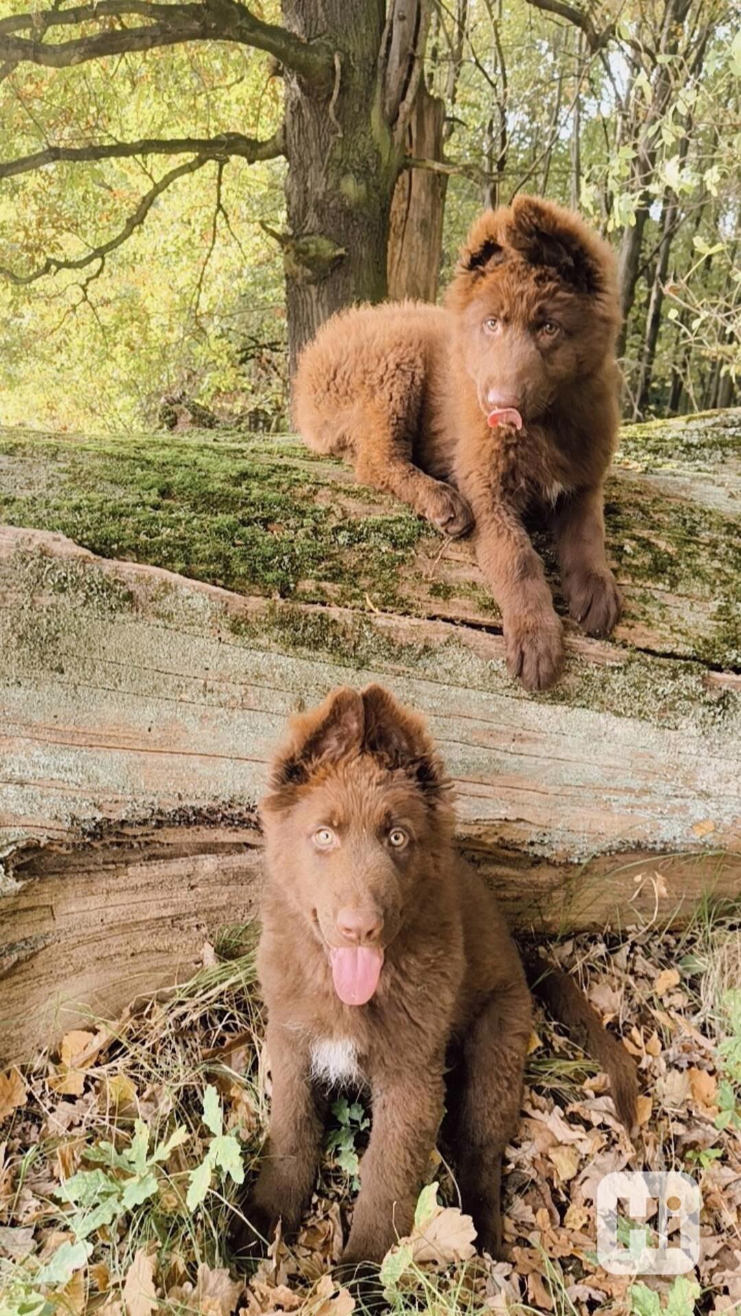 Německý ovčák štěňata bez PP  - foto 1