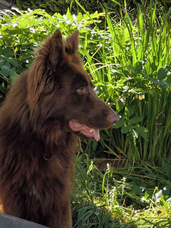 Německý ovčák štěňata bez PP  - foto 3